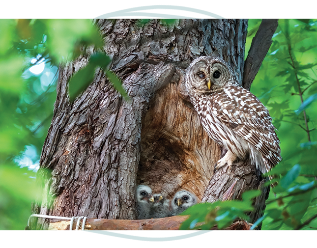 Owl in Tree
